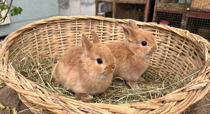 Kırşehir Büyümeyen Tavşan
