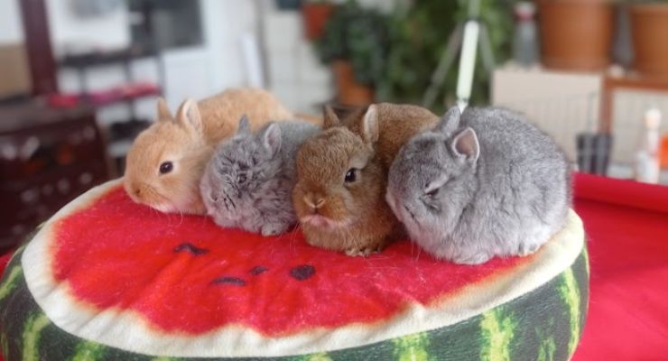 Kırşehir Cins Tavşan