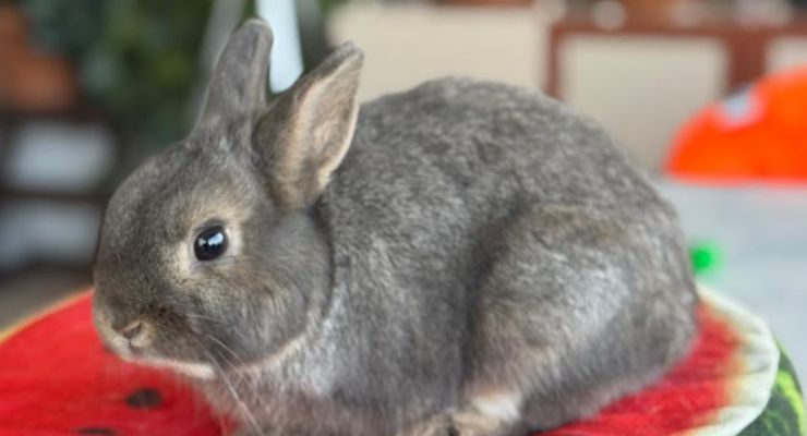 Kırşehir Ev Tavşanı