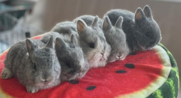 Kırşehir Evcil Tavşan