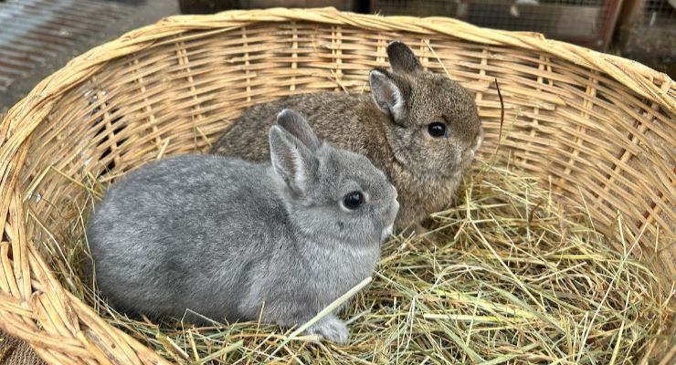 Kırşehir Yavru Tavşan