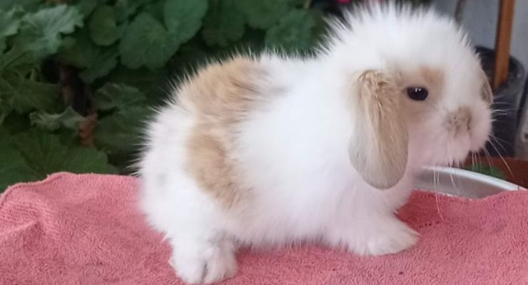 Kırşehir Hollanda Lop Tavşan